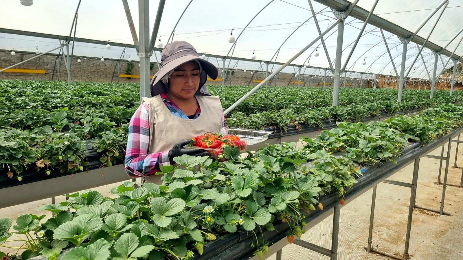 Persona cosechando fresas en Finca Las Flores