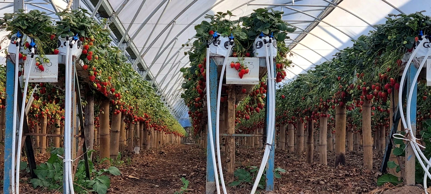 Cultivo hidropónico tecnificado.