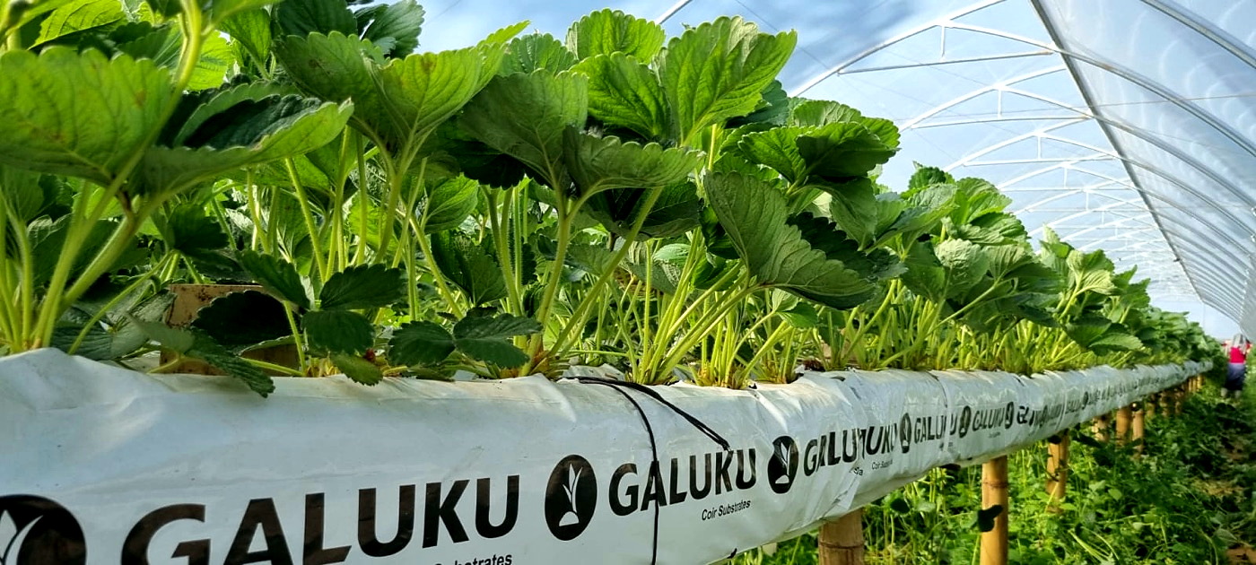 Planta de fresa sana en desarrollo.