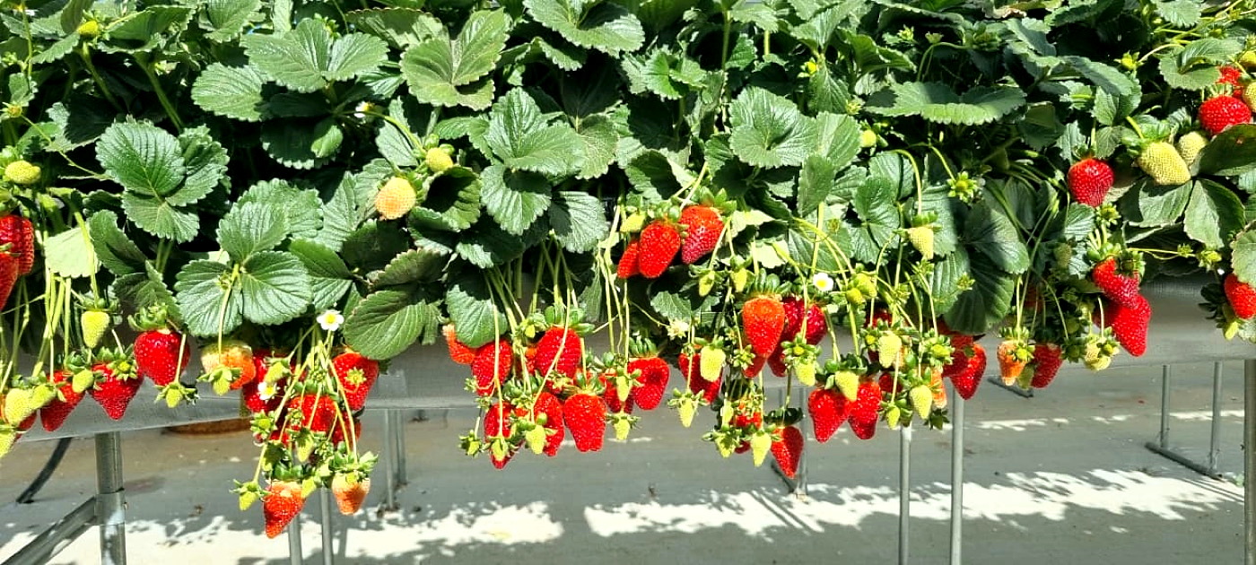 Fresas frescas cultivadas en Guatemala